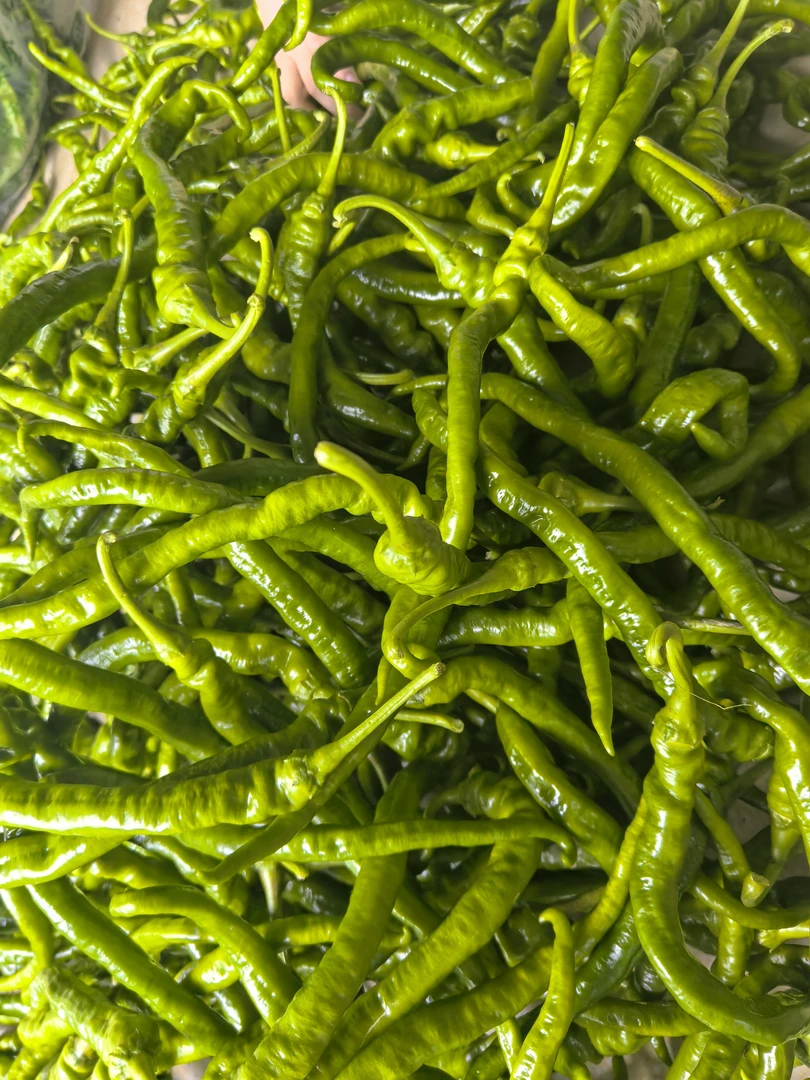 邵阳助农本地青辣椒现发