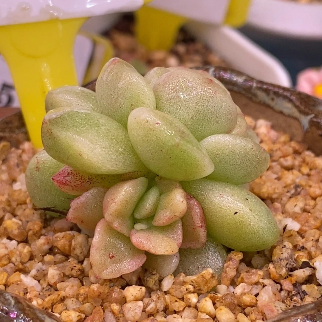 193冰玉变异蕾丝边带锦……