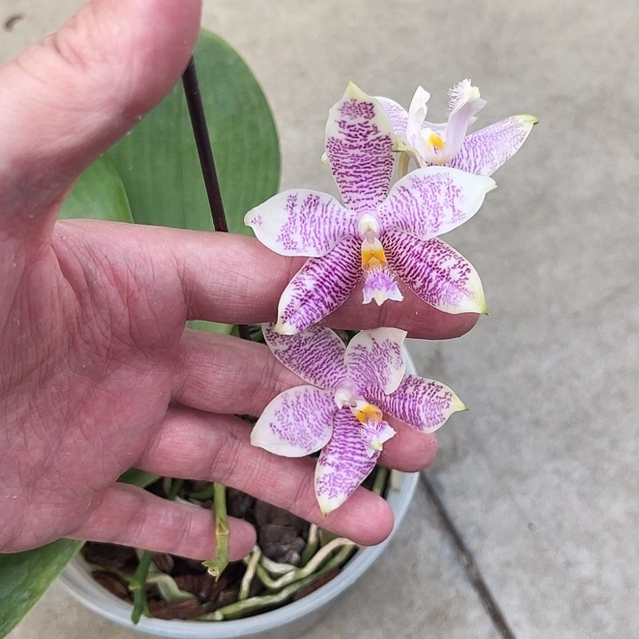 大部分花苞少量开放