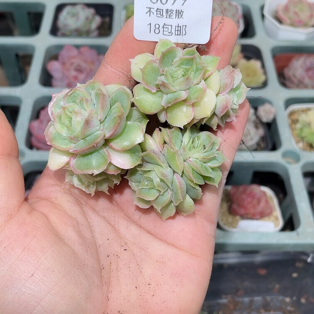 小***圆8099。 3 棵水晶虾饺。