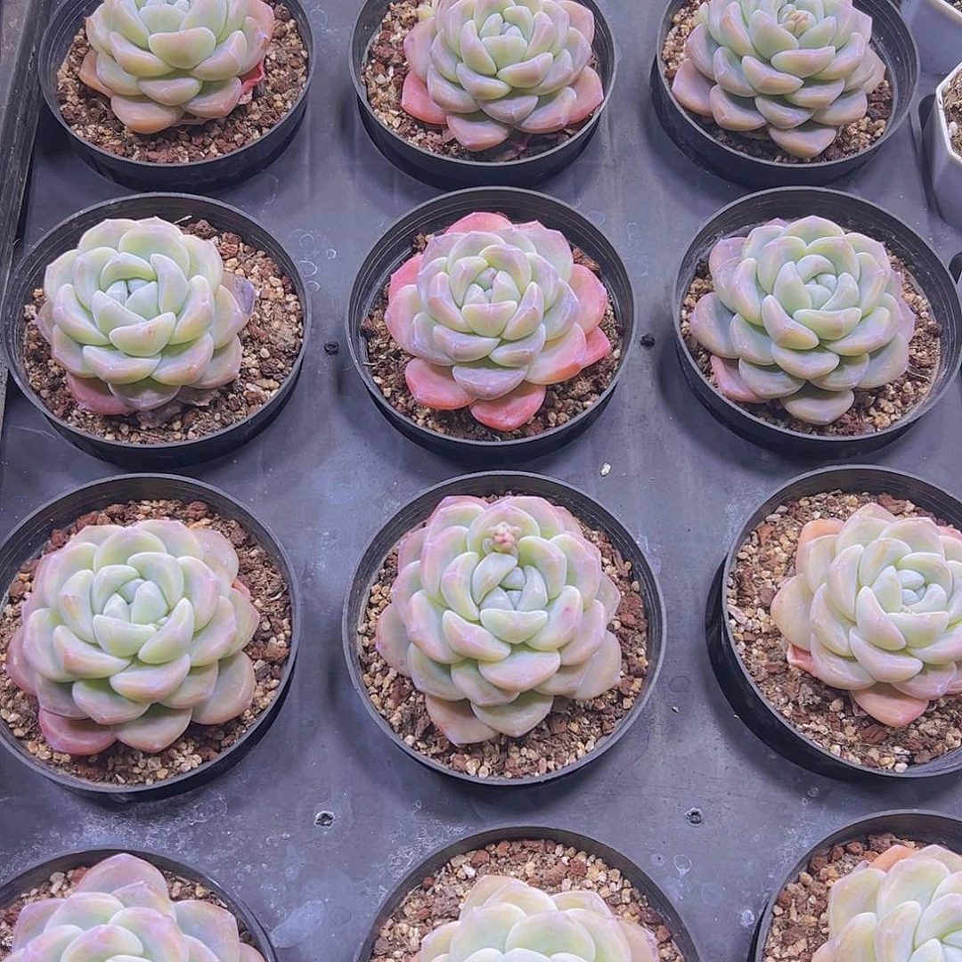 大单头冰玉半土发货带盆带土