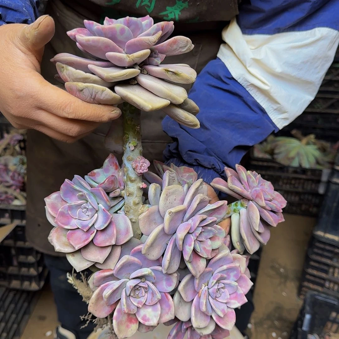 紫乐。一颗 不包损 9.9