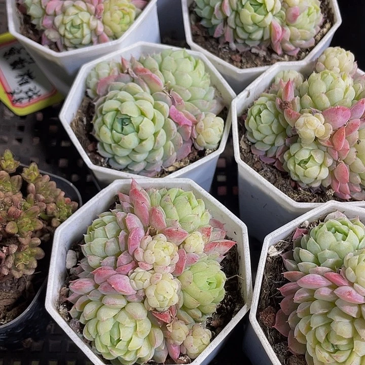 羊子球群带盆土发