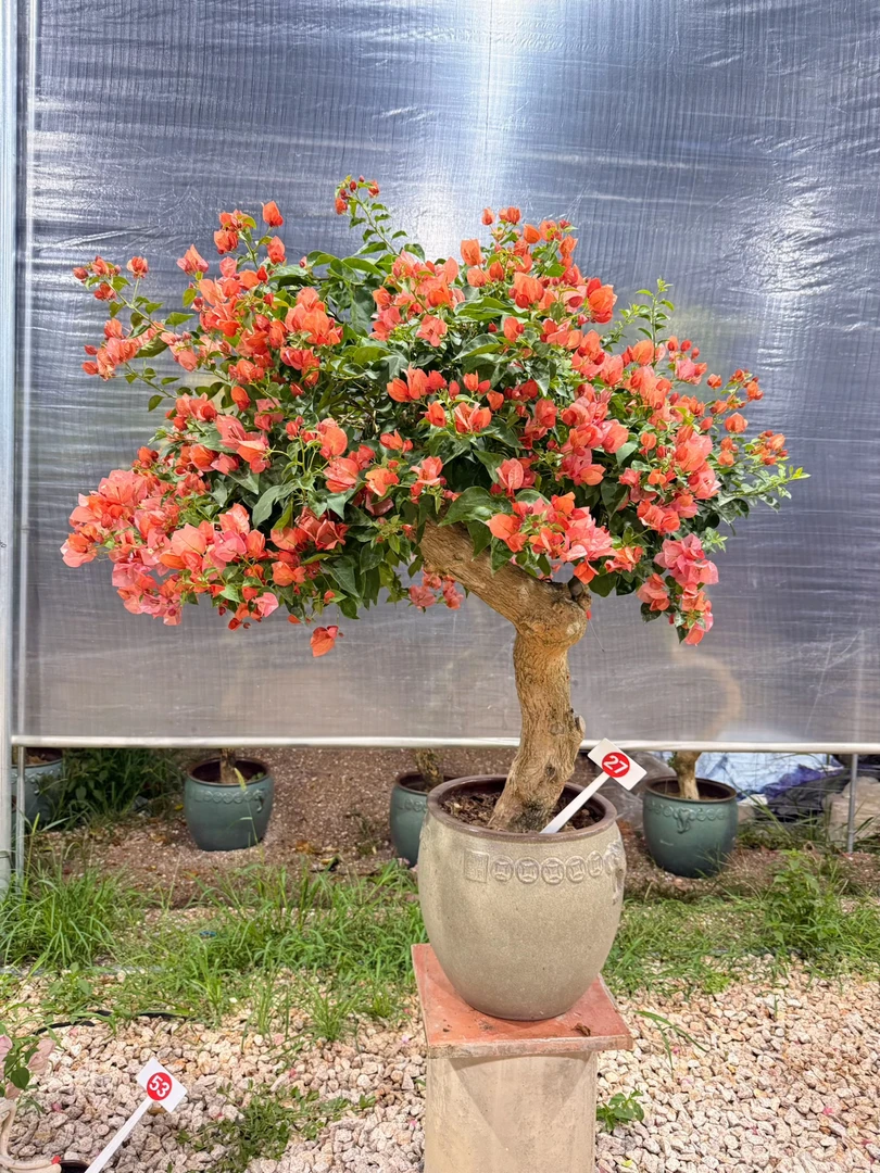 高品不甜西瓜三角梅盆栽庭院阳台四季开花好养