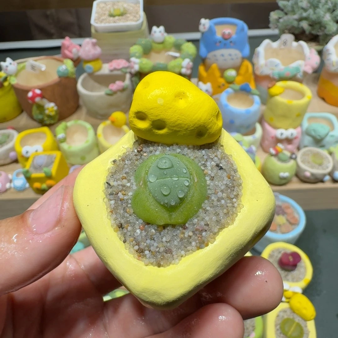 红陶蘑菇656绿春桃