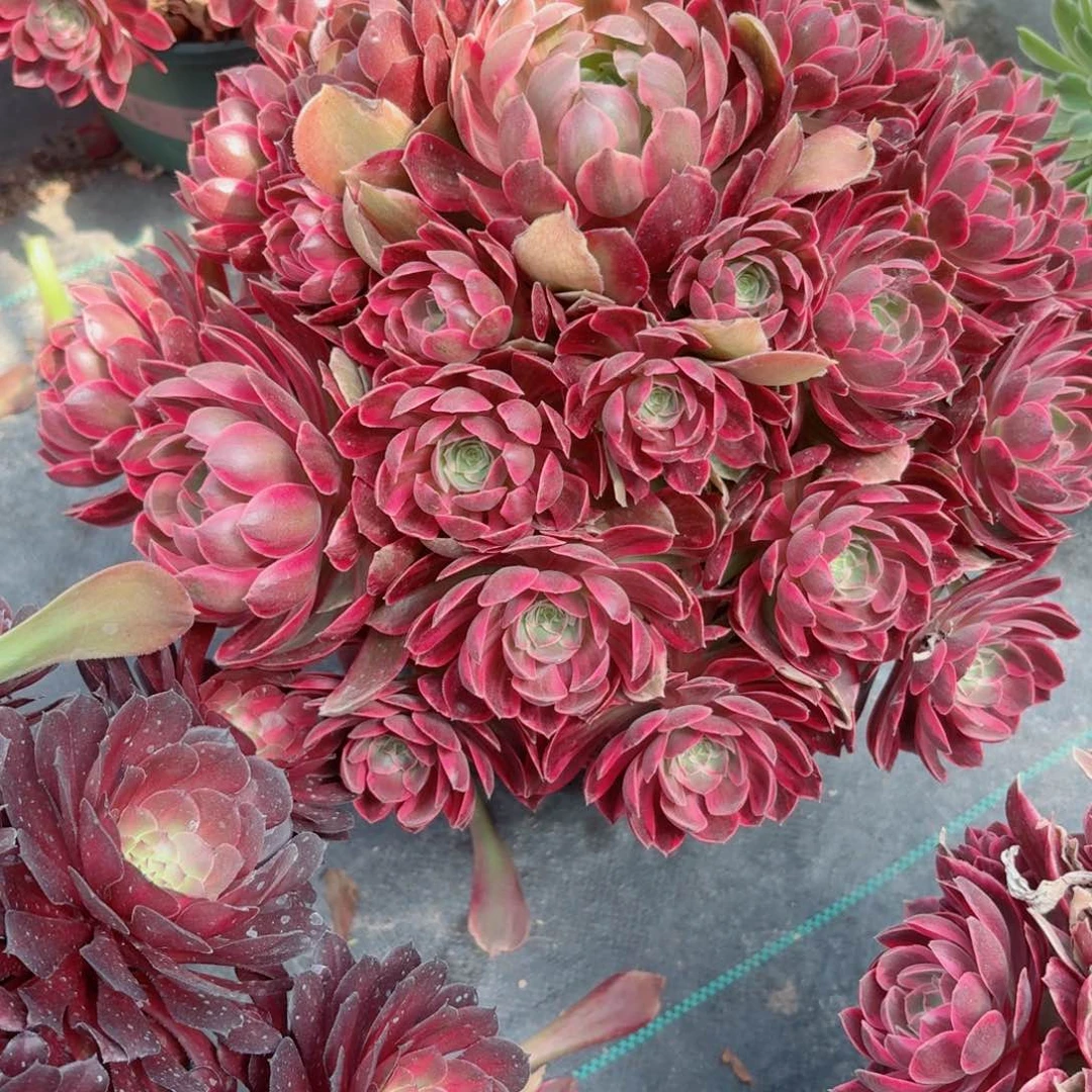 129幻纱多肉植物