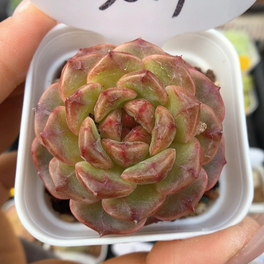 血斑珍妮可拍3819号。