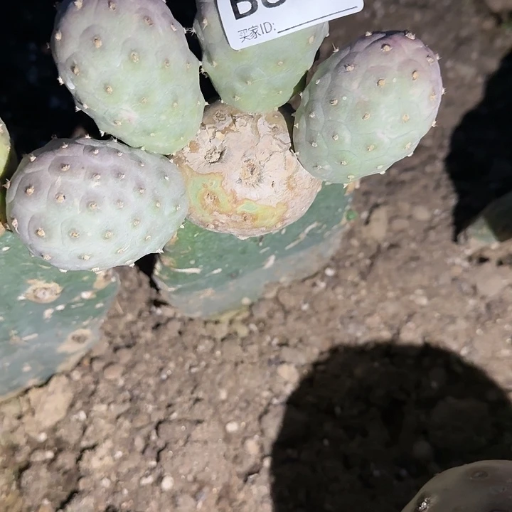 啬*花嫁接无刺习807