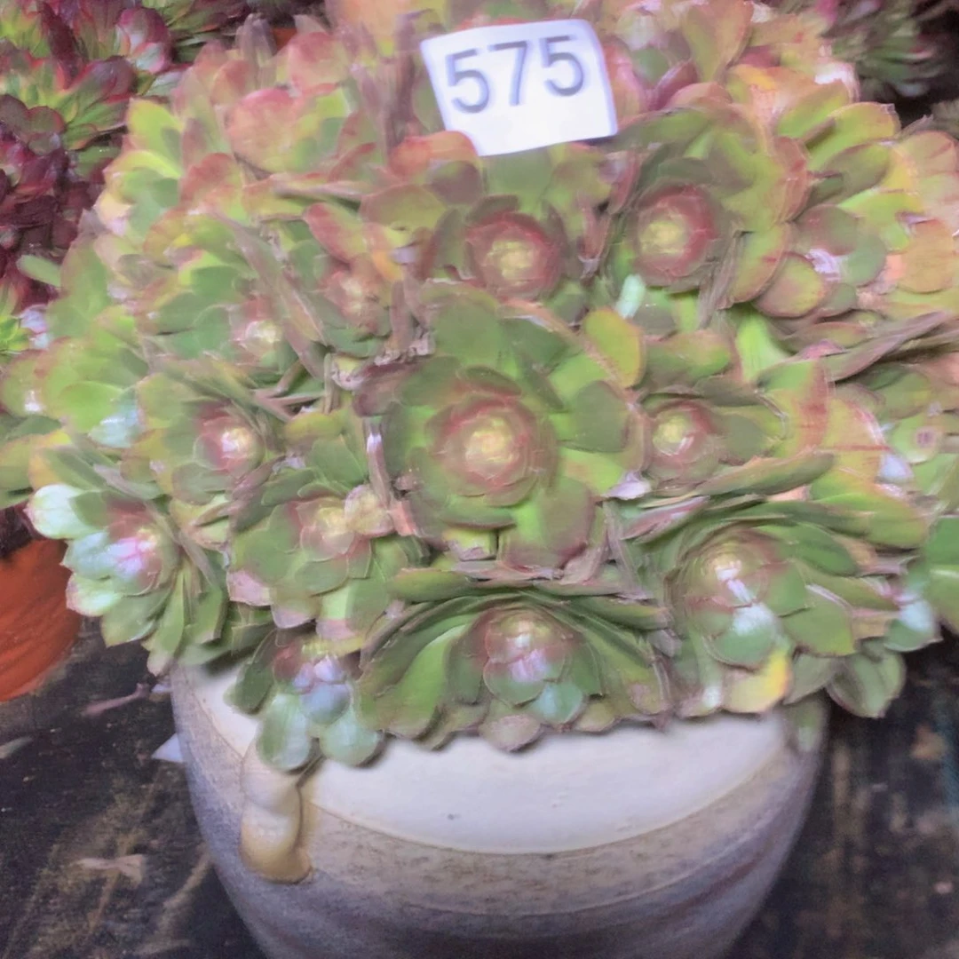 575万圣节多肉植物