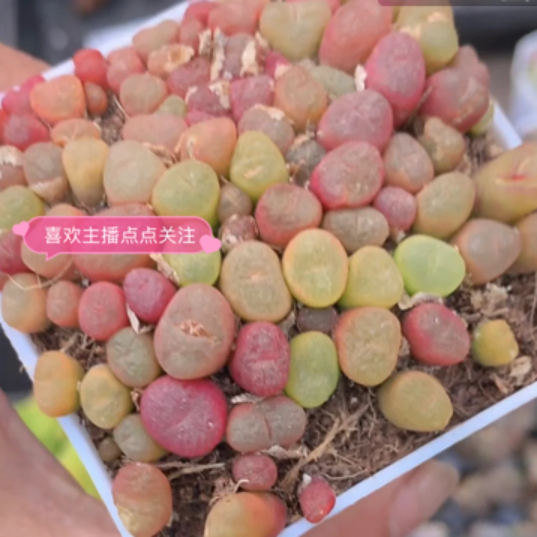 （1元包邮满18发货快有赠品）毛汗尼 4-5cm 网图 实物以直播