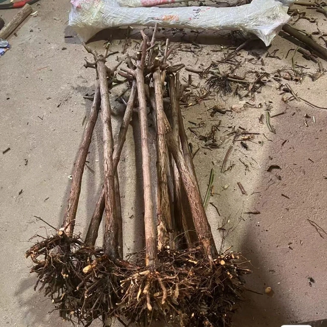 带根蔷薇杆子无刺蔷薇实生根蔷薇提根蔷薇老庄山木香刺梨无刺