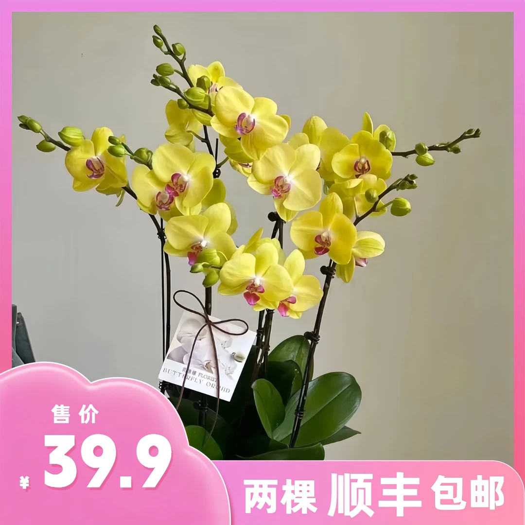 蝴蝶兰【富乐夕阳】带花苞盆栽兰花大苗客厅室内植物花卉四季