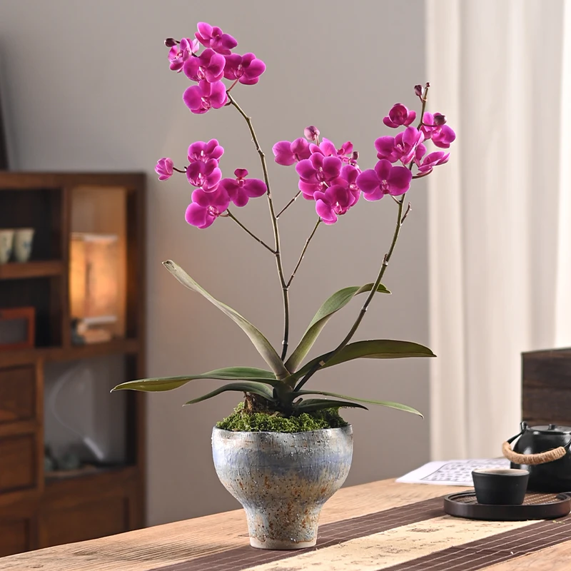 玫红色蝴蝶兰盆栽带花苞古典新中式室内客厅禅意桌面温柔高级书香