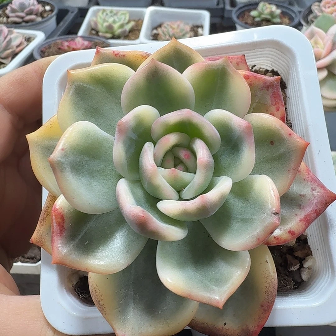 伊丽莎白锦 小方花圃一物一拍
