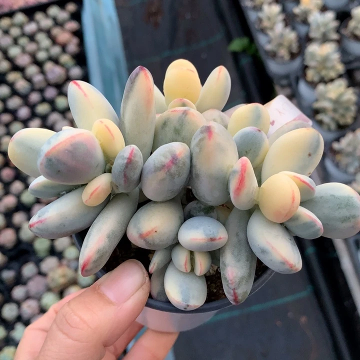 乒乓福娘锦多肉植物