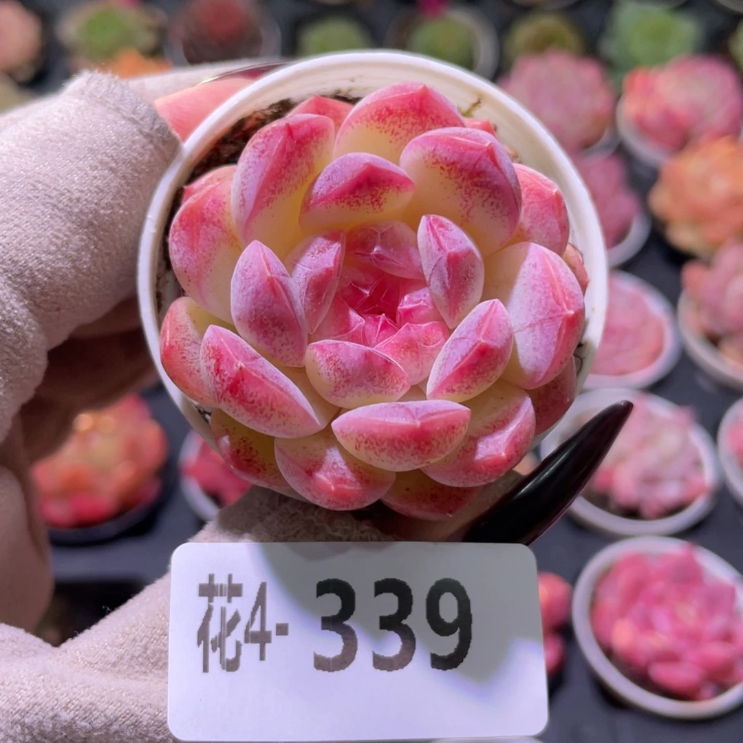 花利美 4-339白桃汽水
