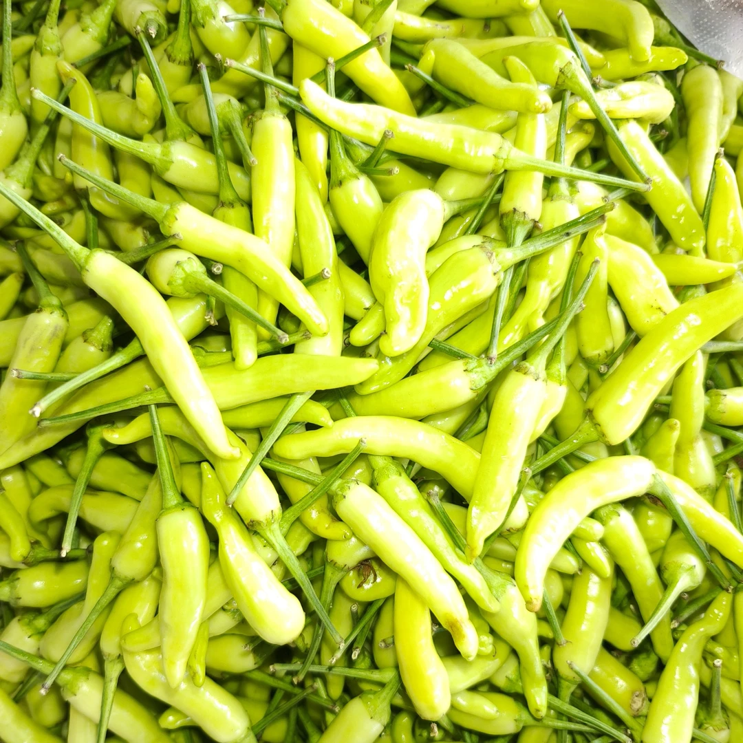 云南普洱本地小米辣外表光滑