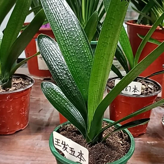 矿***水王发本苗不满意包退