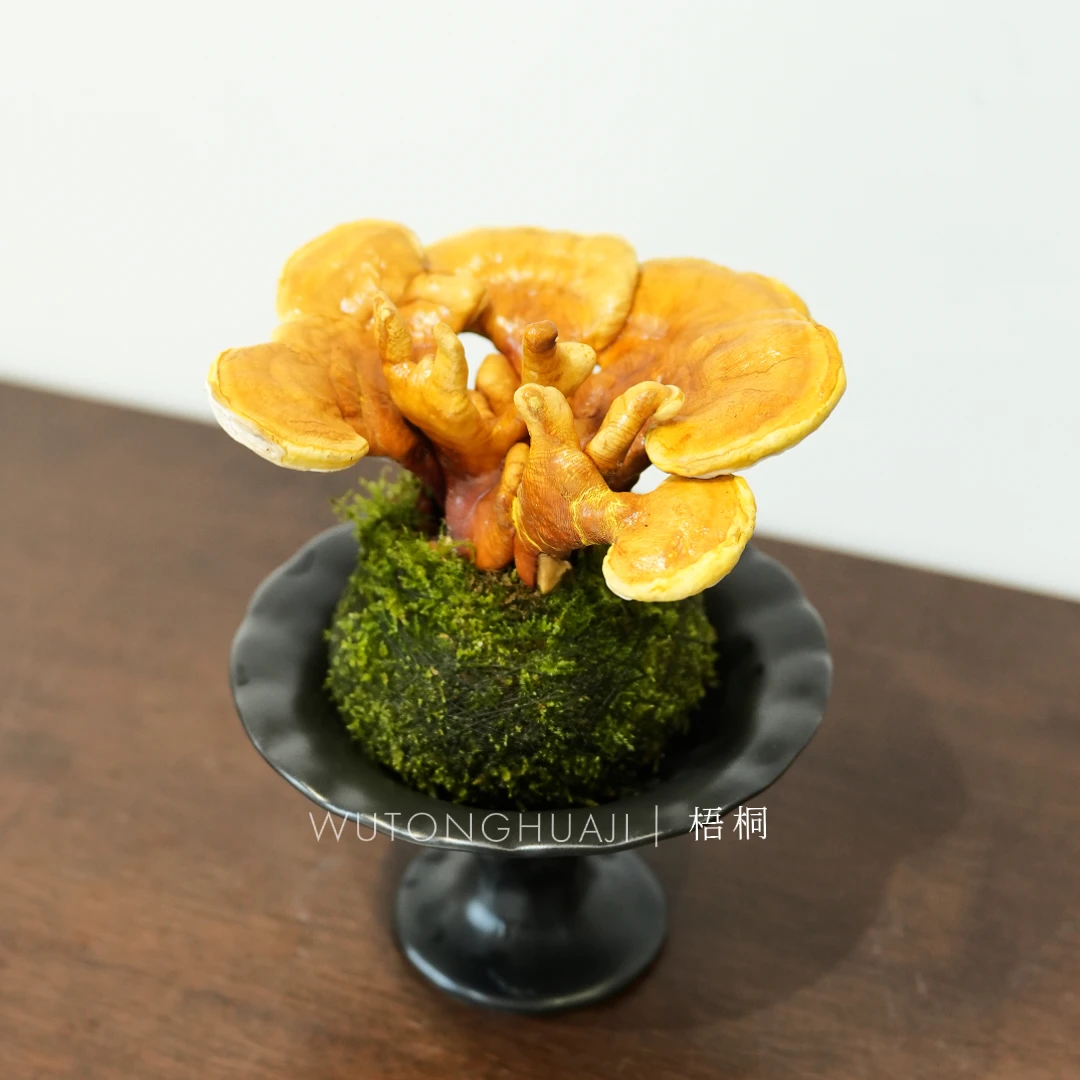 灵芝招财灵苔藓球室内懒人好养绿植