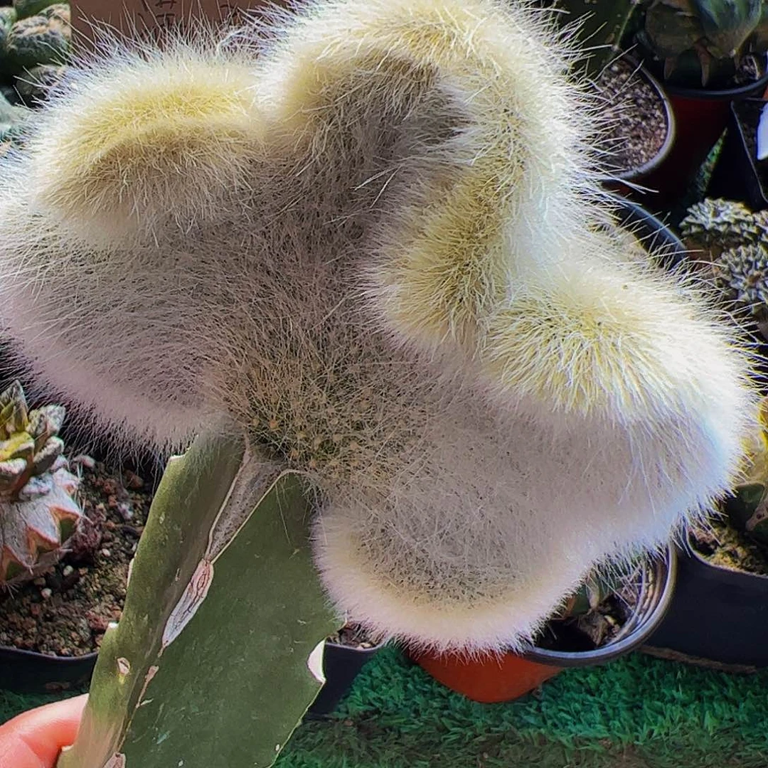 无花朵长毛九尾狐缀化506