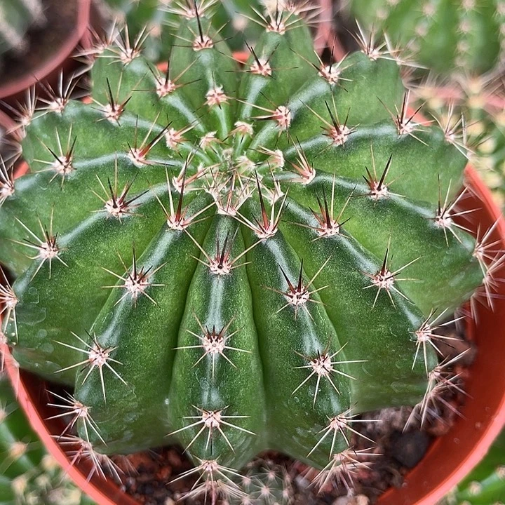 2号实生彩草带盆土