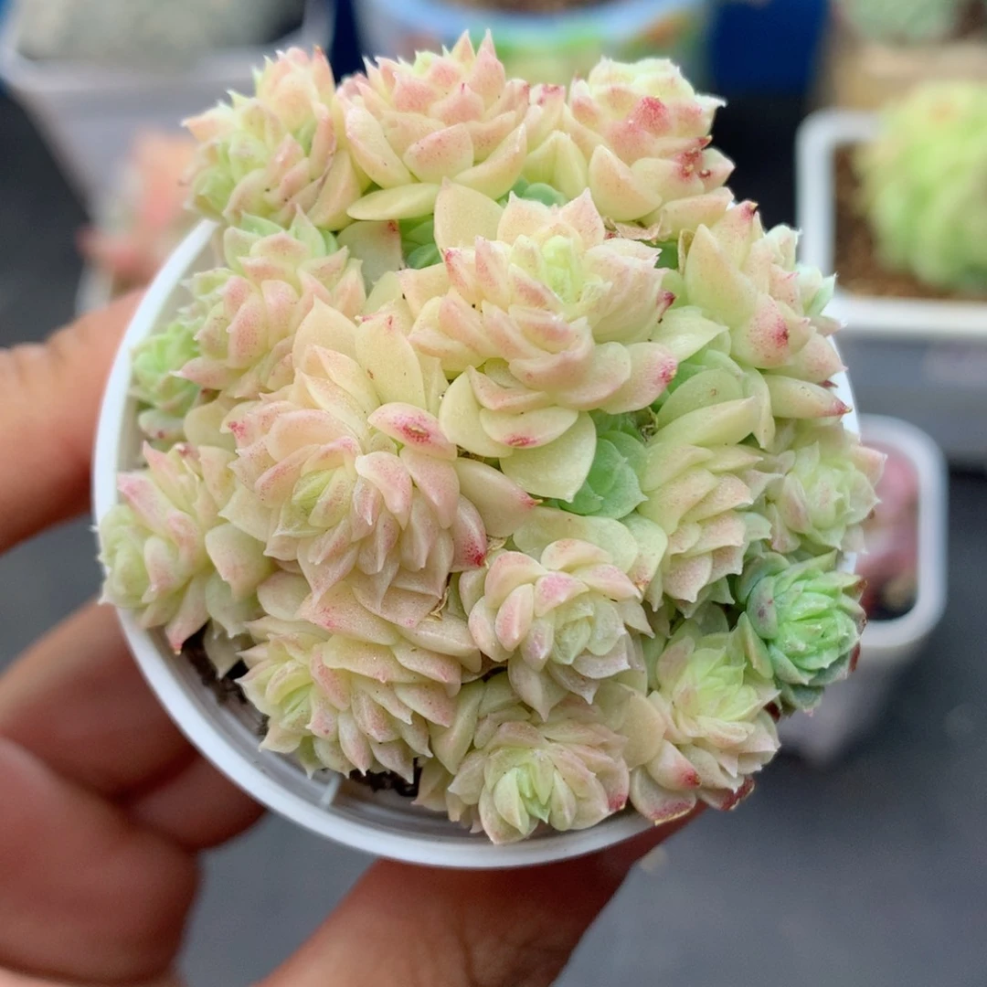 58包邮  群生不包整64