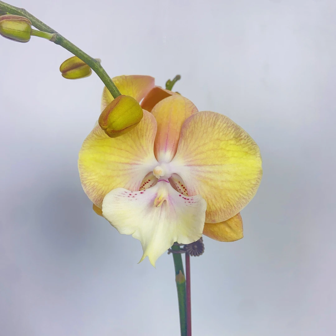 蝴蝶兰【彩虹独角兽】3-6颗送盆 稀有花色 高级花卉 可色变 带花苞