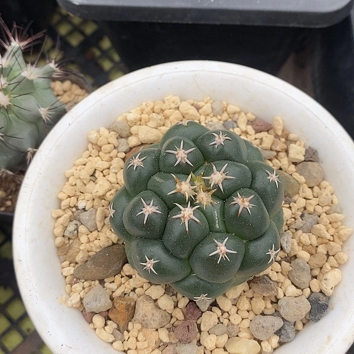 天****）实生象芽仙人球专