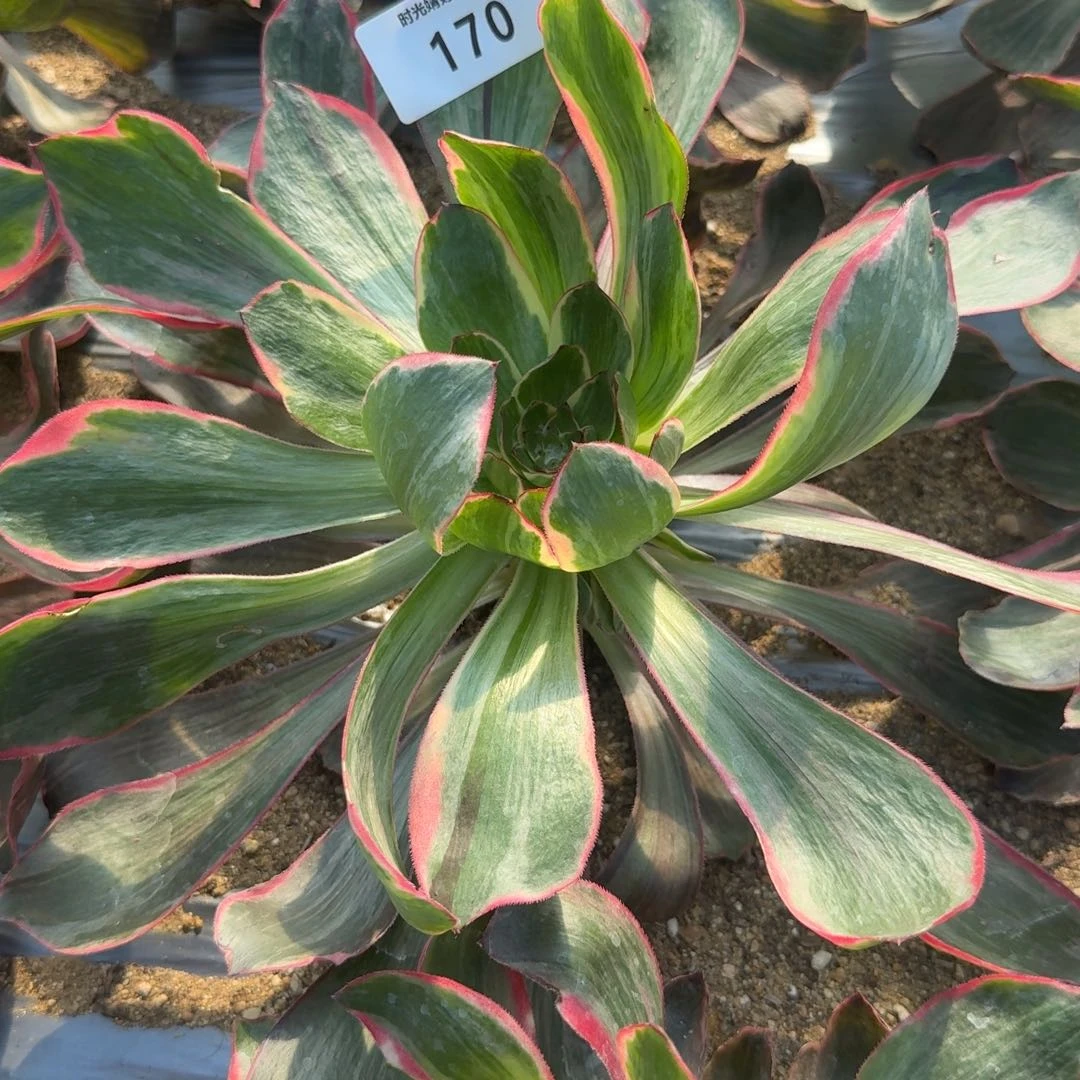 快***边170恶魔之眼。多肉植物