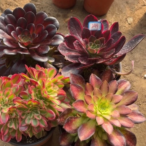 249多肉植物组合