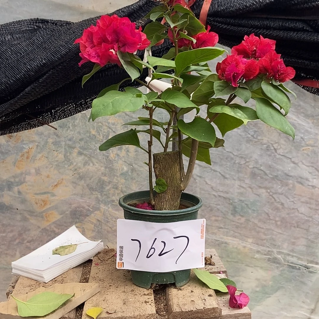 @***薇完全开放你的三角梅666