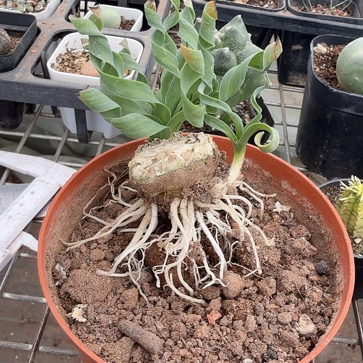 大弹簧草单头3仙人球