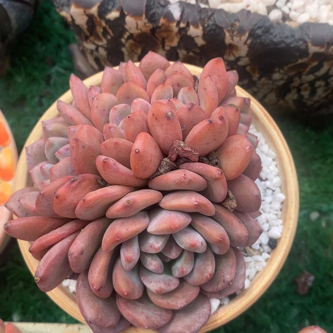 爱丽儿朵朵多肉植物盆栽