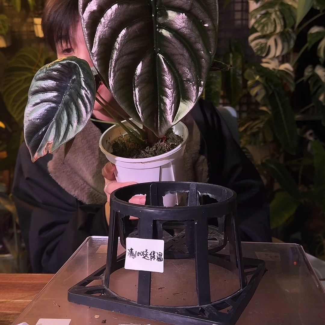 不开花植物G495黑铜海芋