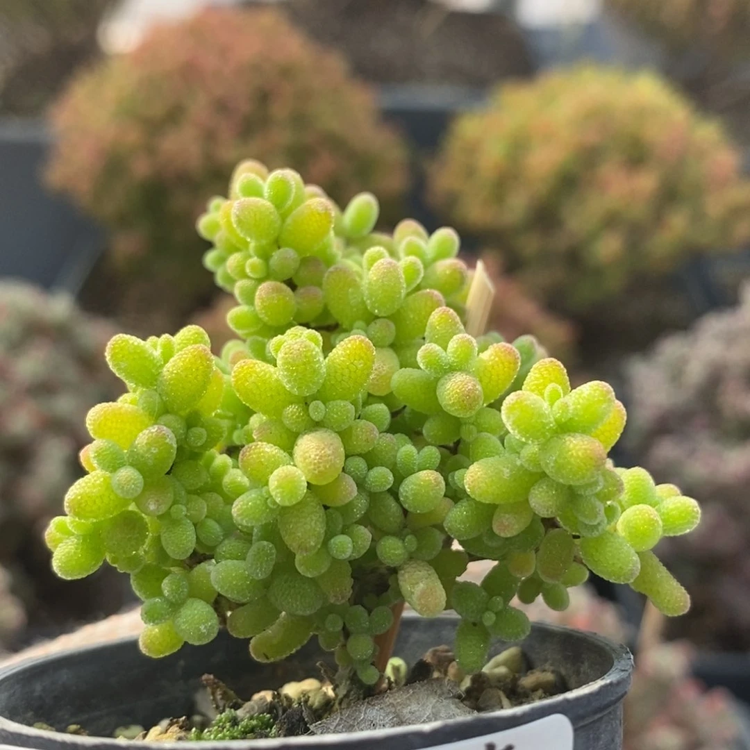 蜜橘糖球4329枝干番杏