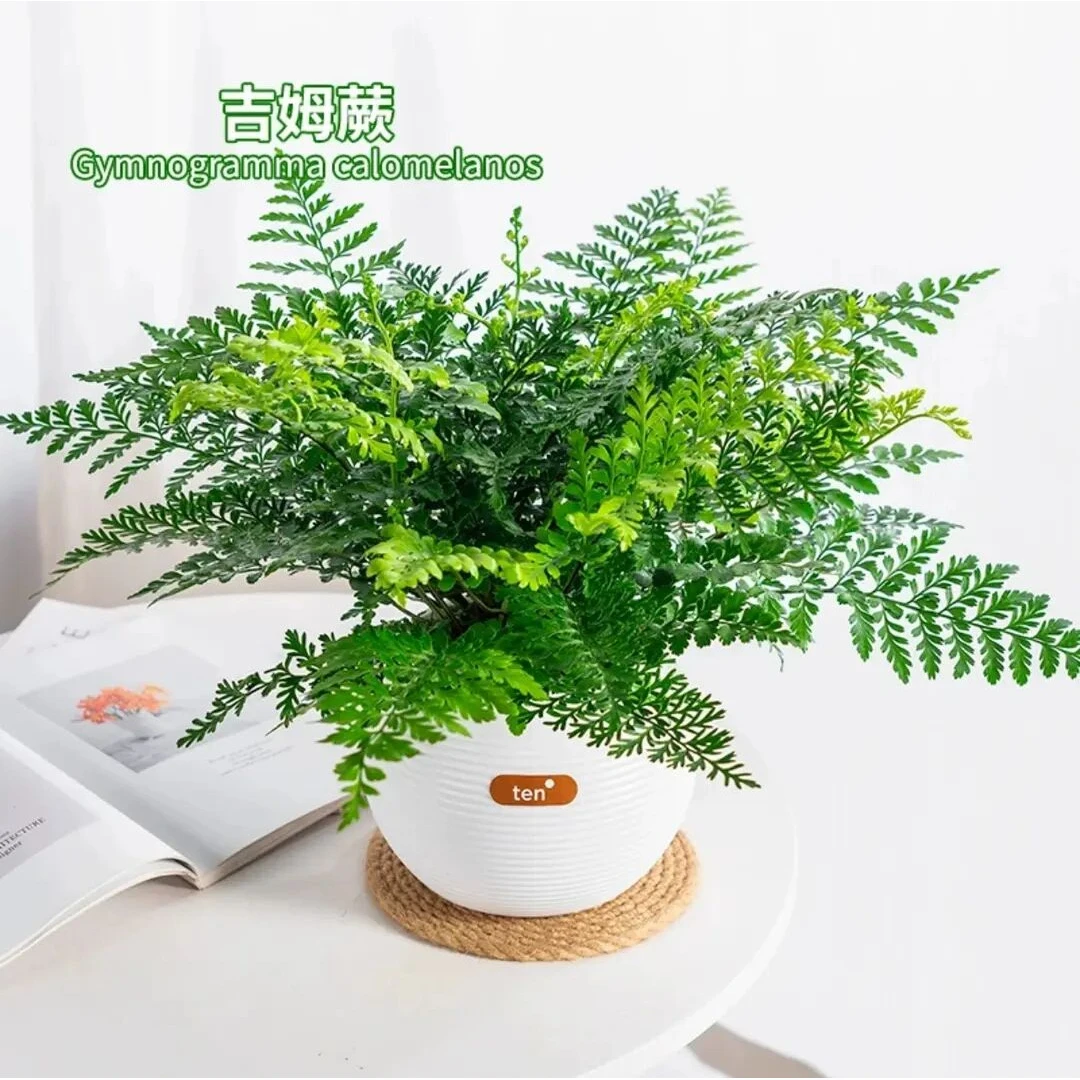 吉姆蕨室内绿植狼尾蕨盆栽阳台客厅办公室耐阴好养植物四季常青