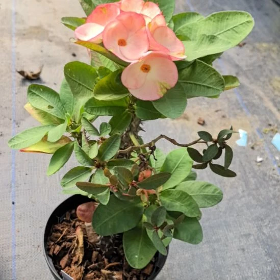 ****峰完全开放纳兰直播间一物一拍