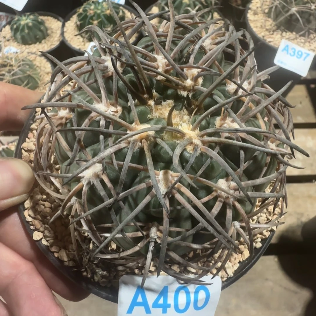 天平 实生仙人球400