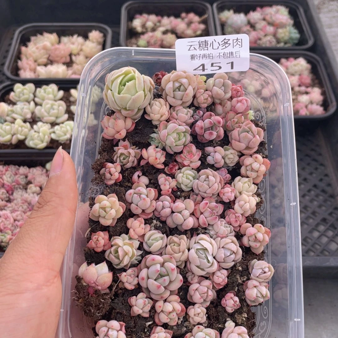 云糖心多肉植物451