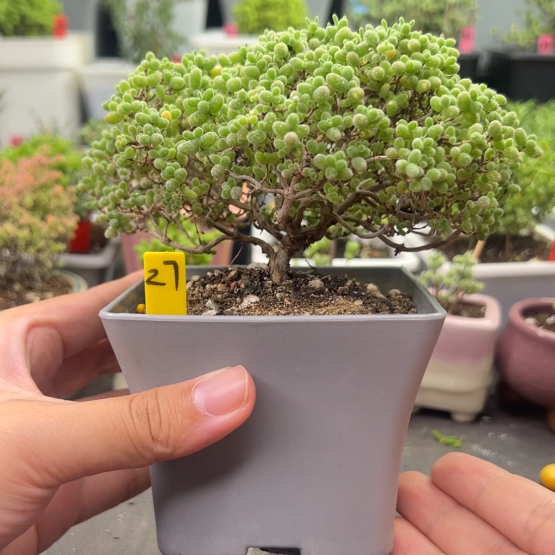 27号链接老桩蜜橘10厘米盆