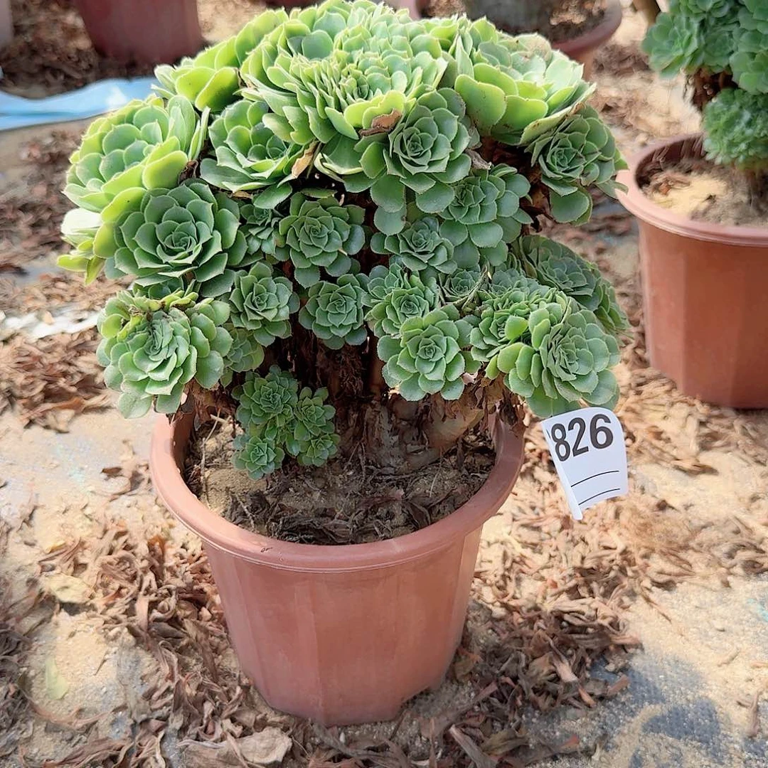 826绿缀朵朵一颗呀呀