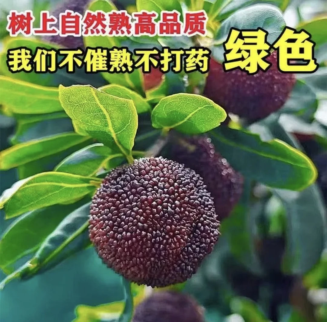 正宗诏安龙海老树杨梅鲜果酸甜爆汁新鲜现摘现发饱满当季孕妇水果