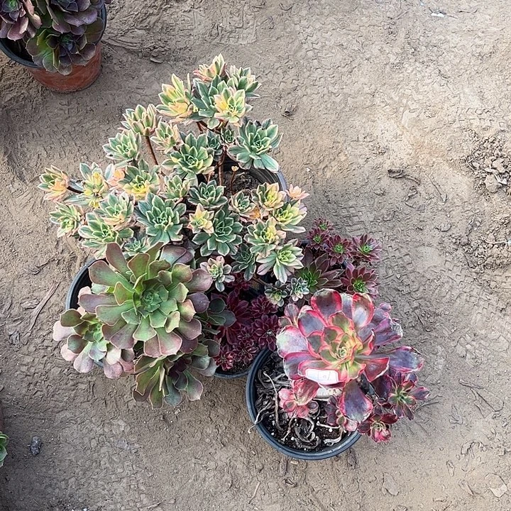 晨***⁸707多肉植物组合，