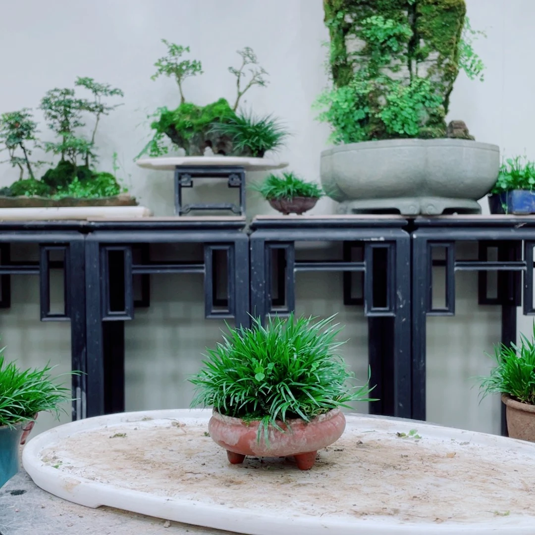 无铅玻璃用**哥铁线蕨的根部有一