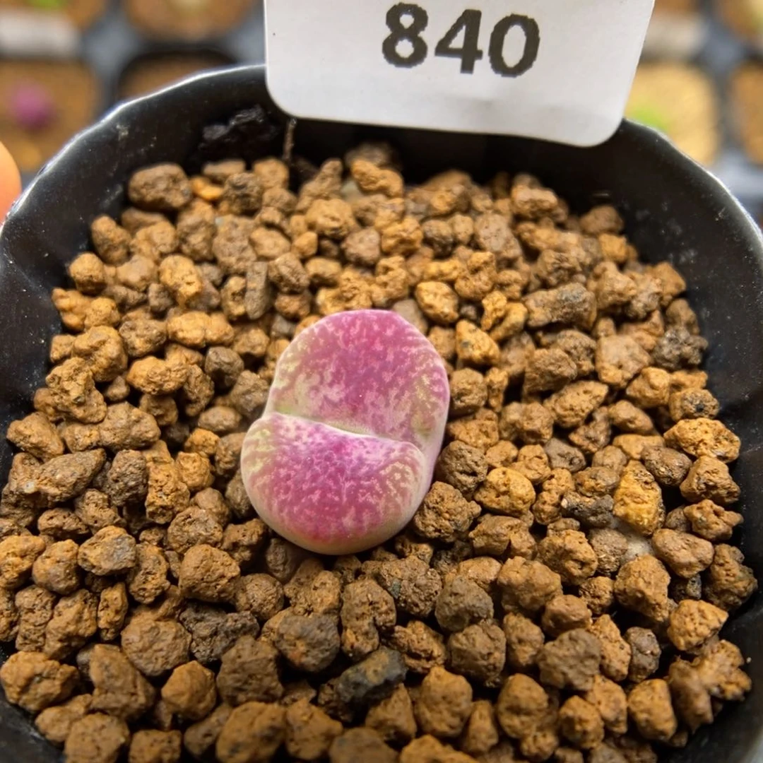 多肉植物肉锥杂交K-840 安贞杂