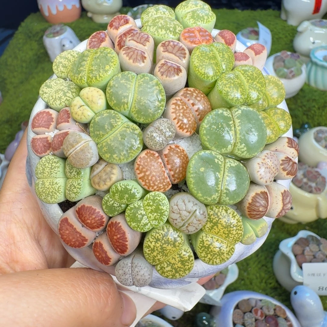 多肉植物福利冲796
