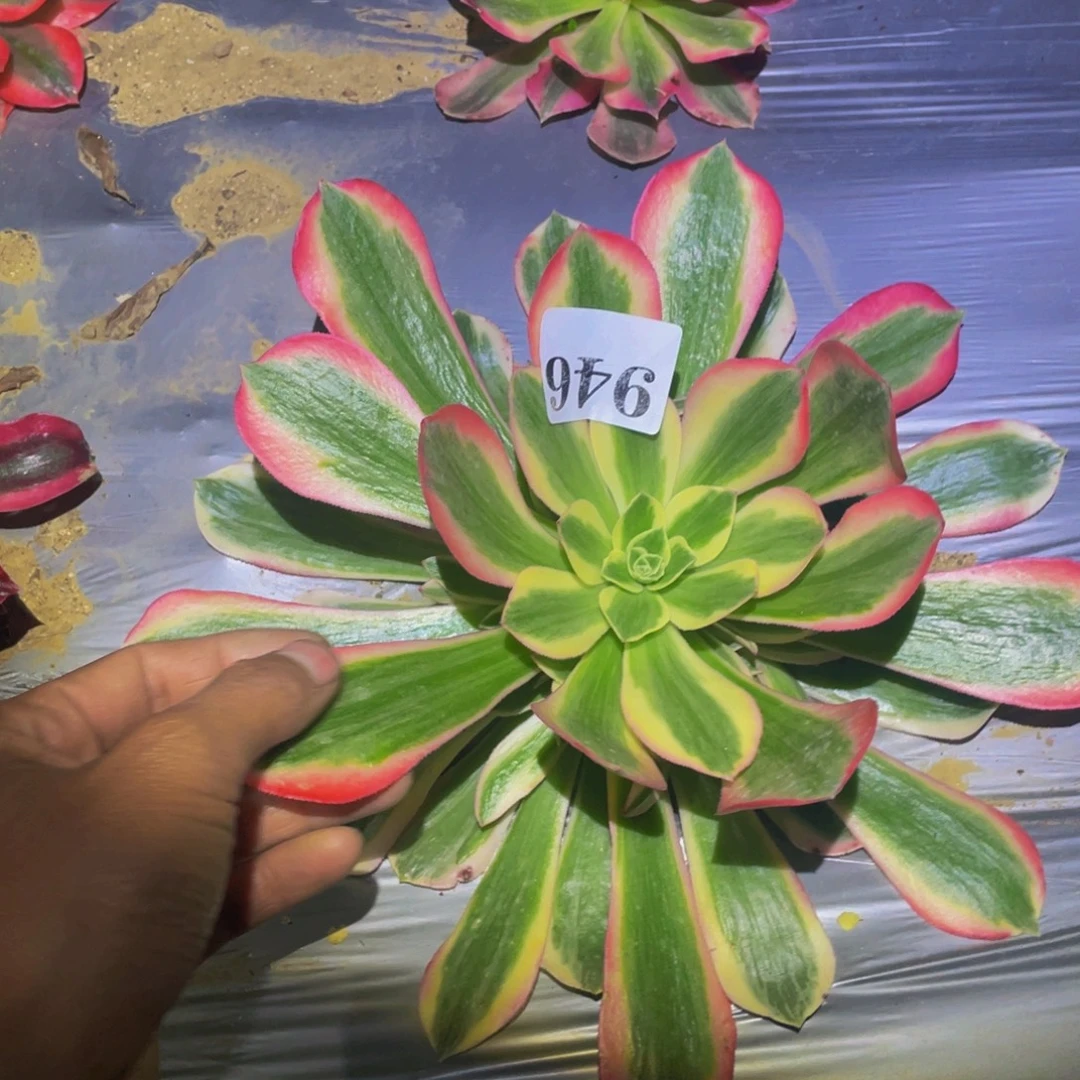 花样年华多肉植物946