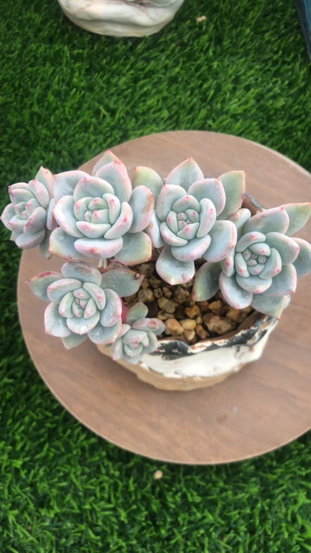 青青草专拍星影多肉