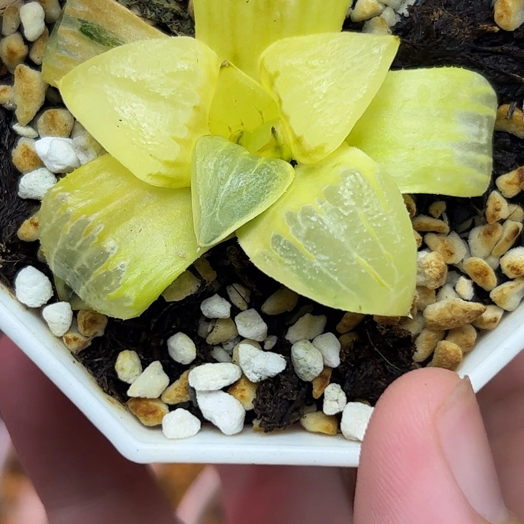 阿房宫锦十二卷多肉植物