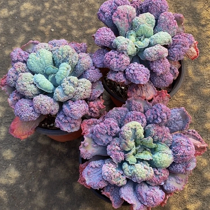 狂野男爵杂交单头122804